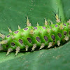 Slug Moth Caterpillar