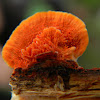 Red polypore