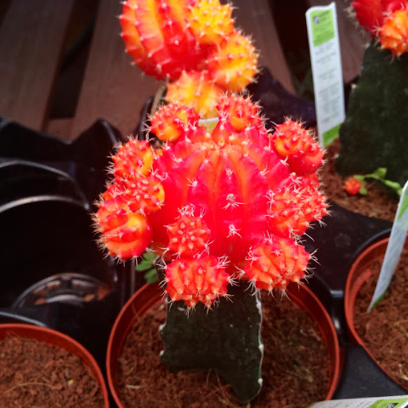Moon cactus or Hibotan | Project Noah