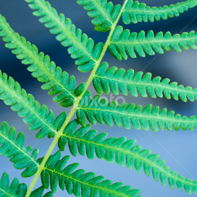 fern pattern by Daniel Douriet - Nature Up Close Leaves & Grasses