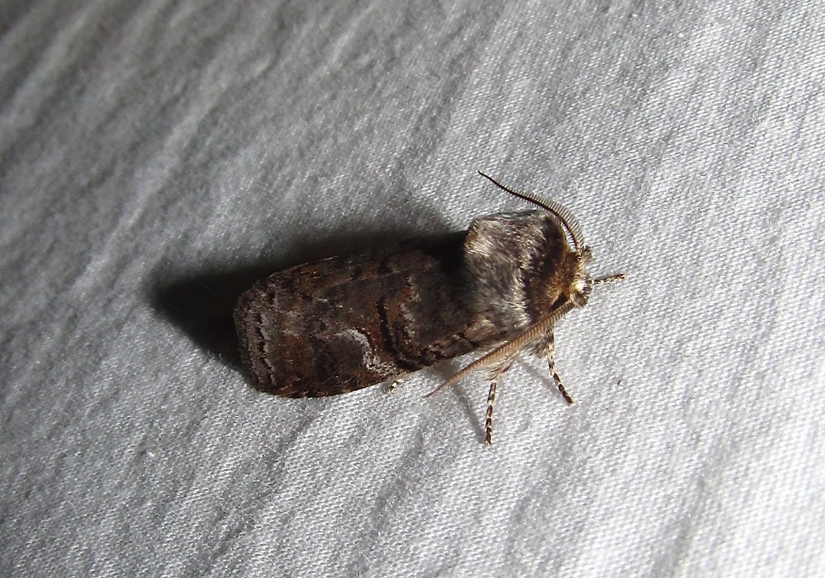 Linden Prominent