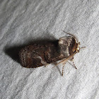 Linden Prominent
