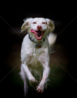 by Andrew Lawlor - Animals - Dogs Running