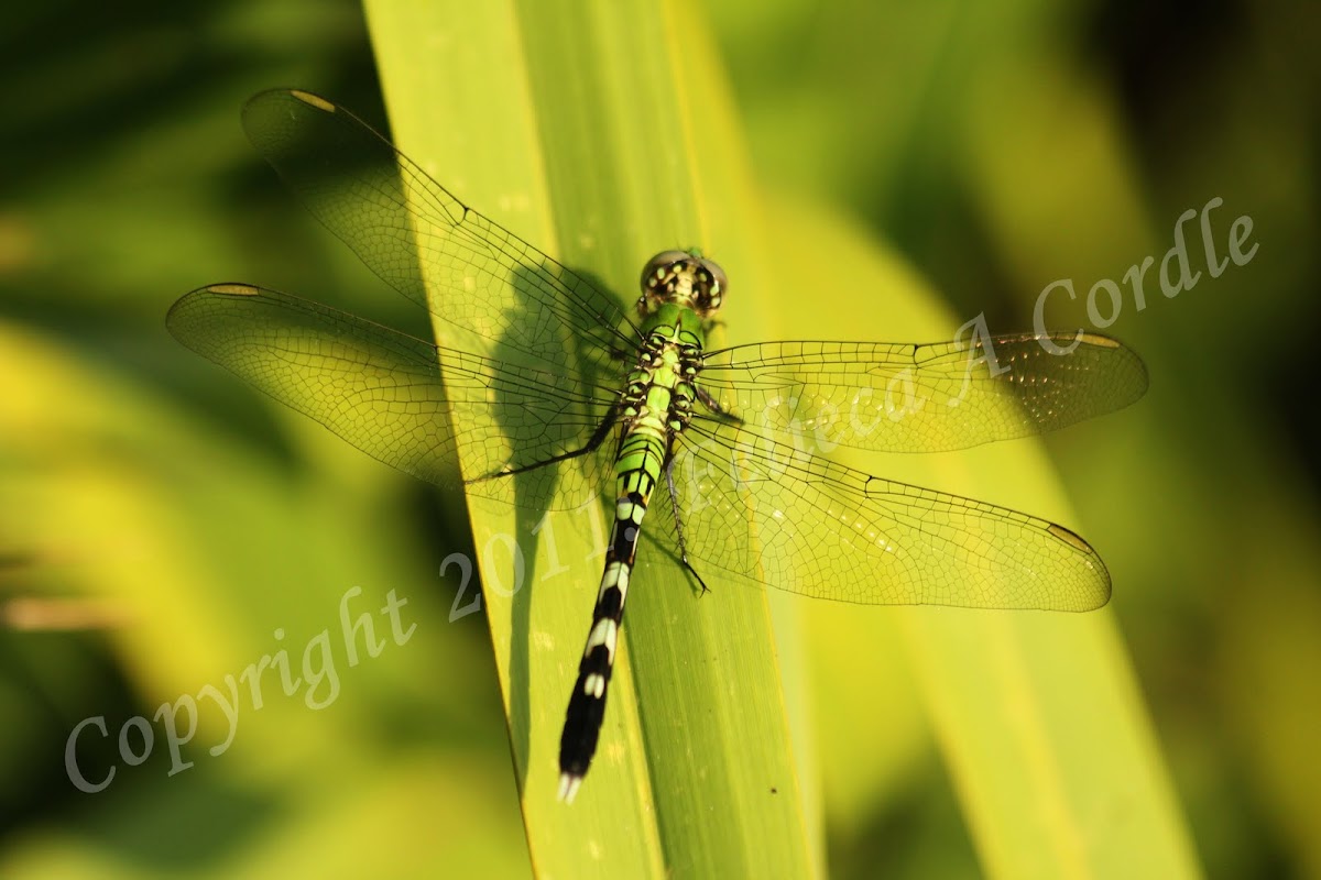 Dragonfly - Eastern Pondhawk