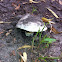 Pavement Mushroom