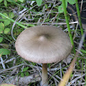 Rooting Collybia