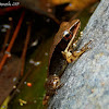 bronzed frog
