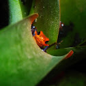 Granular poison frog