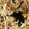 Yellowfaced Bumble Bee