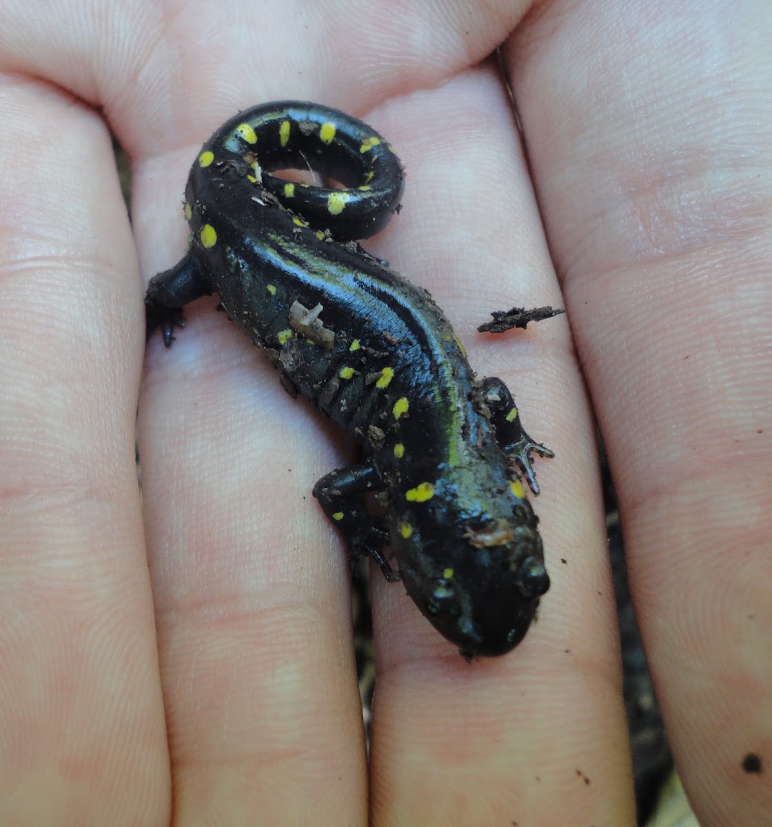 Spotted Salamander