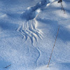 Common Pheasant (tracks)