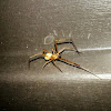 Western Black Widow. Male.