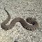 Diamondback water snake