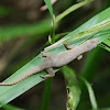 Four-clawed gecko