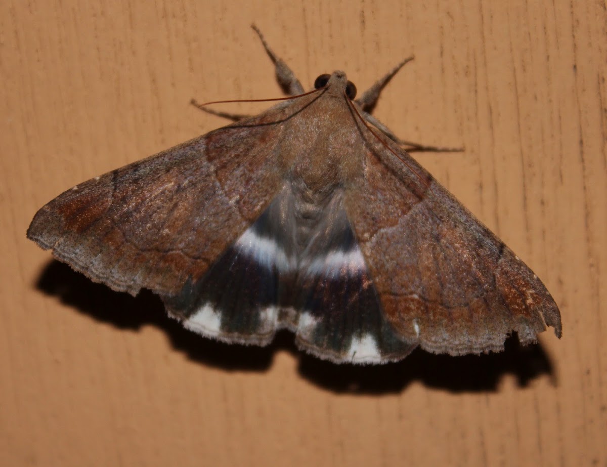 Semi-looper Moth