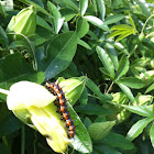Gulf fritillary caterpillar