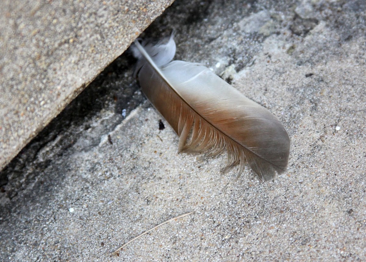 Mourning Dove feather