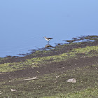 Solitary Sandpiper