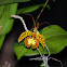 Butterfly Orchid / Orquídea Mariposa