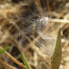 Milkweed Seedpod