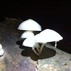 Parasol fungi