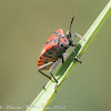 Harlequin Bug