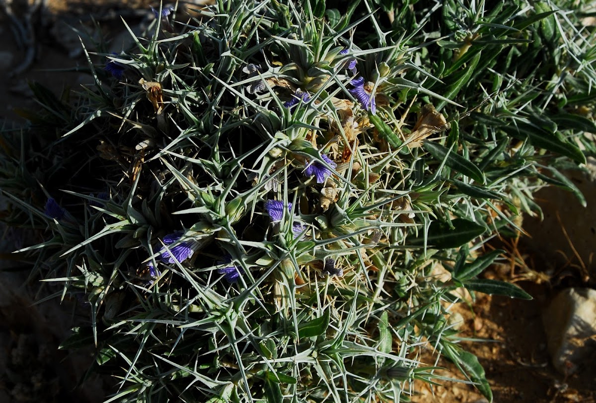 Eyelash plant; Arabic Shawk uddhubb Project Noah