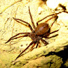Forest Huntsman Spider