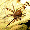 Forest Huntsman Spider