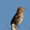 Brown Thrasher