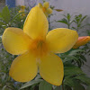 Allamanda (Yellow Bell, Golden Trumpet or Buttercup Flower)