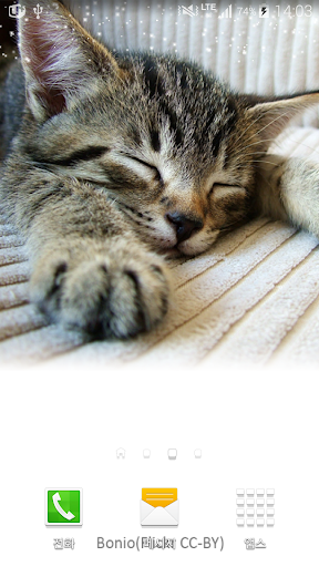 fallasleep kitten wallpaper