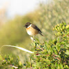 Stonechat