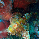 Yellow scorpionfish