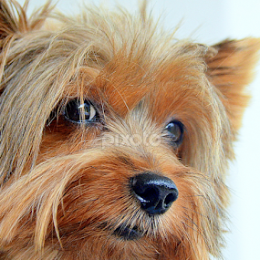 by Tupu Kuismin - Animals - Dogs Portraits