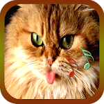 Cover Image of Download Singing Cats 1.1 APK