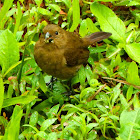 Thick-billed seed finch (female)