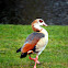 Egyptian Goose