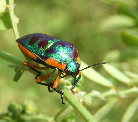 Rainbow Shield Bug | Project Noah