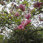 Magnolio chino. Saucer magnolia