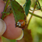 Spotless asian ladybug