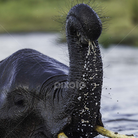Hairy trunk by Lourens Lee Wildlife Photography - Animals Other