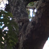 Indian Palm Squirrel