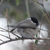 marsh tit