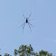 Banana spider