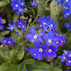 Wood forget-me-not)