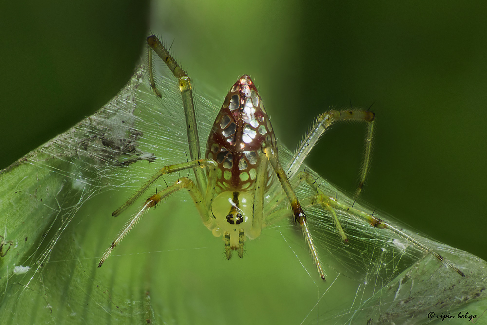 Dewdrop Spider