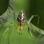 Dewdrop Spider