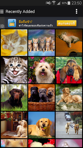 Cats Dogs Set Wallpapers