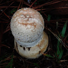 young mushroom